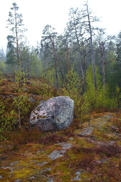 autumn in the forest