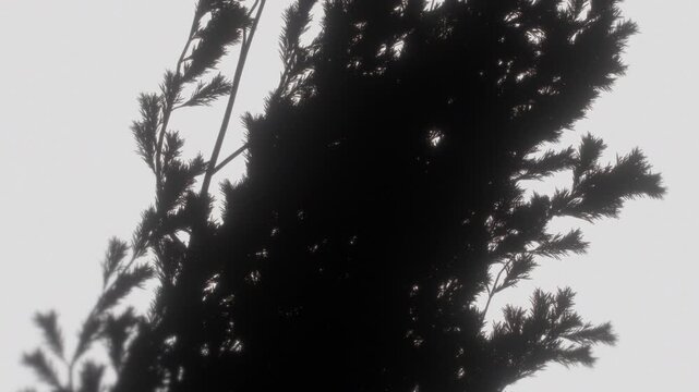 Silhouette of pine tree branches swaying against a hazy overcast sky, seamless loop with sparkling light glints for moody nature backgrounds