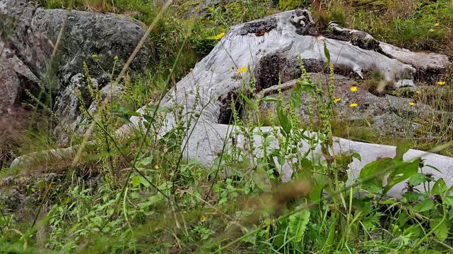 Ancent roots and wild plants and fiowers. Norway, Alver. August
