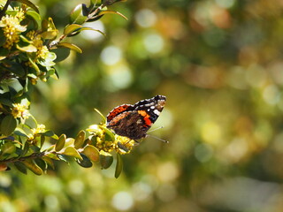 Red Admiral butterfly (Vanessa atalanta) perched on green foliage in warm sunlight with soft bokeh background. © Ainhoa