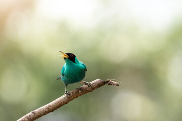 Obraz premium Close-up of a small green songbird perched on a branch singing with open beak, turquoise plumage and soft bokeh background