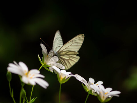 Rapswei&szlig;ling (Pieris napi) auf einer Bl&uuml;te