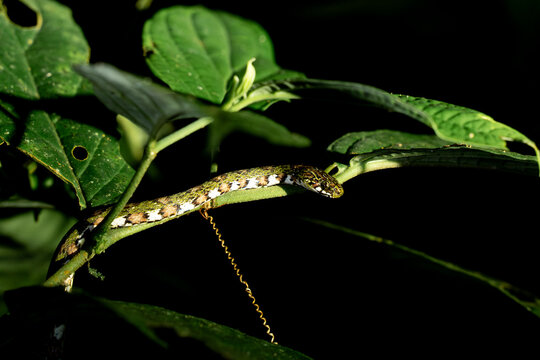 Brown stick insect resting on green leaves with dramatic low-key lighting, close-up macro wildlife photograph showing camouflage and texture