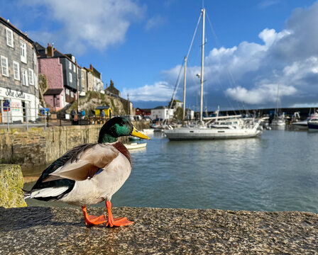 Mevagissey, Cornwall, England, UK &ndash; July 1, 2026: A famouus mallard duck resting at Mevagissey Harbour, a popular fishing village and tourist destination on the Cornish coast