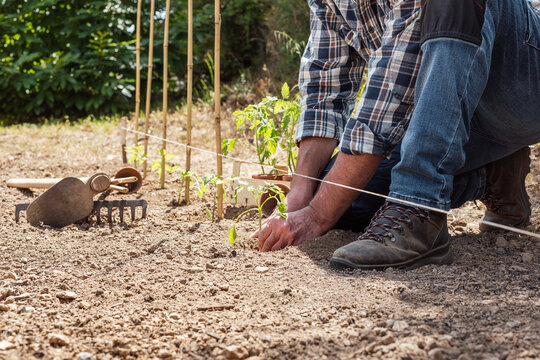 Close up of farmer's hands planting tomato seedling in soil in organic field. Garden work in spring. Traditional agriculture.