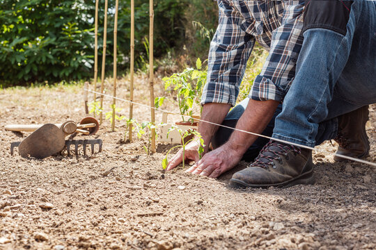 Close up of farmer's hands planting tomato seedling in soil in organic field. Garden work in spring. Traditional agriculture.