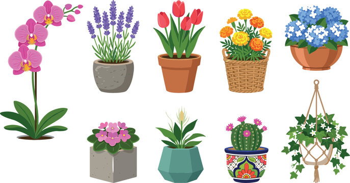 Potted houseplant vector illustration set featuring beautiful orchid, lavender, tulips, marigolds, hydrangea, african violet, peace lily, blooming cactus, and hanging ivy.