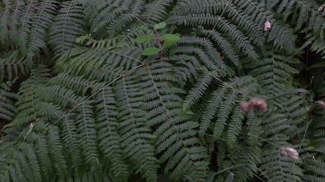 Dense green fern leaves gently swaying in a forest creating a natural textured background