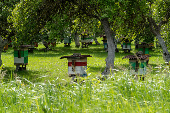 Beehives in traditional orchard surrounded by summer greenery