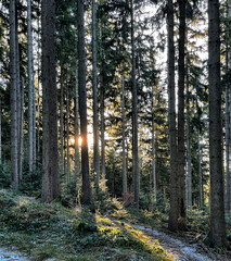 Obraz premium Nadelwald im Gegenlicht im Winter