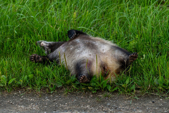 Dead raccoon dog lying in roadside grass