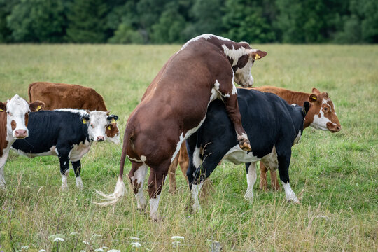 Cattle mating behavior in summer pasture