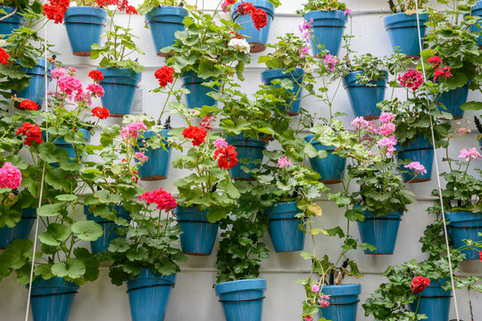 Hanging geranium flower pots on white wall in Cordoba, Spain