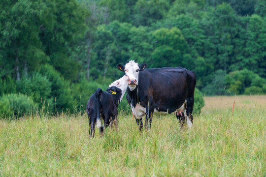 Cow and calf bonding in green summer pasture