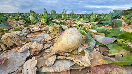 Der Spitzkohl auf dem Feld kann geerntet werden -  Landwirschaft in deutschland © festfotodesign