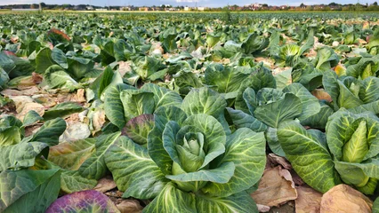 Der Spitzkohl auf dem Feld kann geerntet werden -  Landwirschaft in deutschland © festfotodesign