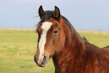 Fototapeta premium portrait of a horse