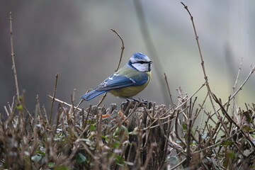  Eurasian blue tit perched on a dry twig of a hedge in spring. Close-up of a colorful songbird with blue and yellow feathers on a blurred background. © Ljiljana