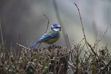  Eurasian blue tit Cyanistes caeruleus perched on top of a hedge branch. Small colorful songbird on a bush in natural wildlife environment. © Ljiljana