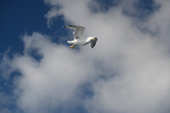  White seagull flying free in the blue sky with clouds. Majestic Larus gull bird soaring with open wings in natural wildlife environment.