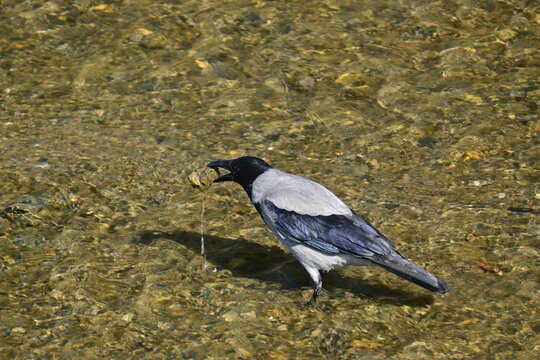 Hooded crow standing in shallow clear water holding food in its beak. Close-up of a bird in a riverbed with a rocky bottom on a sunny day in Greece.