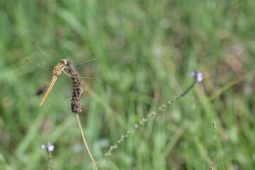 Yellow dragonfly Pantala flavescens resting on a ribwort plantain stalk. Close-up of an insect on a plantain head in a summer meadow. © Ljiljana