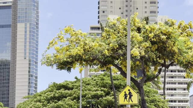 Cassia x nealiae, The rainbow shower tree is a cross between Cassia fistula and Cassia javacana. Waikiki, Honolulu, Oahu, Hawaii.