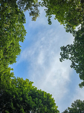 trees and sky view during sunny day