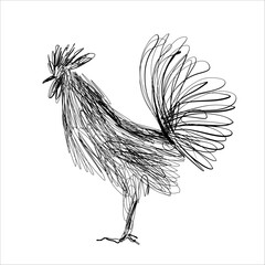 Vector black and white illustration of a proud rooster cockerel with a bushy tail, drawn in a modern continuous scribble and messy line art style © Toshka
