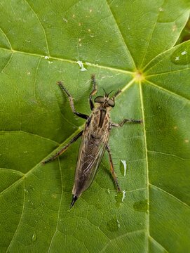 Macro close-up of a robber fly resting on a vibrant green leaf. Detailed insect photography highlighting texture, camouflage and biodiversity.