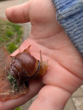Brown garden snail crawling across a child's hand. Close-up nature scene representing curiosity, wildlife discovery and environmental learning.