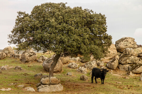 Lone holm oak and grazing bull in a granite dehesa landscape