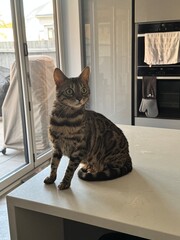 cat on the window sill © MCM
