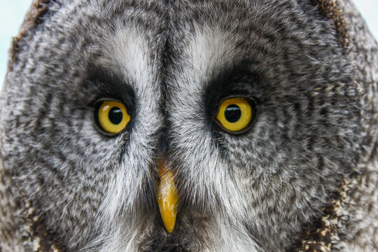 Great grey owl facing the camera in a striking frontal portrait