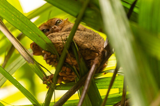 Philippine tarsier hidden among green leaves