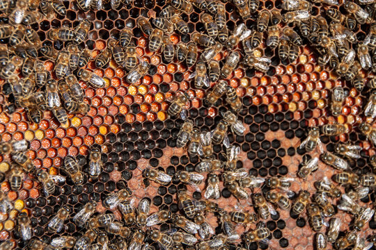 Detail of a honeycomb frame full of bees and stored honey