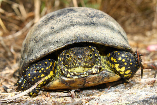 European pond terrapin looking at the camera in close up