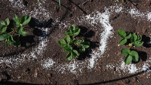 White fertilizer mineral granules scattered around young green strawberry seedlings. Rich topsoil, sunny outdoor. Soil infused fertilizers supports plant development. Garden area, fertilized plants