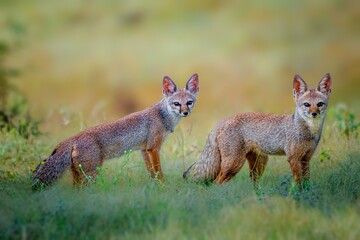 Fototapeta premium The Bengal fox, also known as the Indian fox, is a fox endemic to the Indian subcontinent from the Himalayan foothills and Terai of Nepal through southern India.