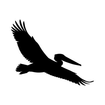 Silhouette of flying pelican bird with spread wings black vector