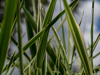 Fototapeta premium Macro Close Up of Striped Ornamental Grass Leaves