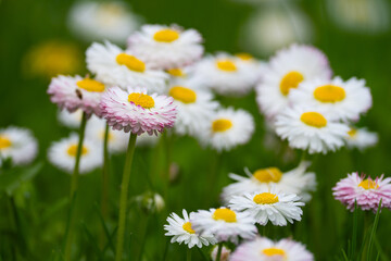 Obraz premium a field of daisies with a field of white flowers.