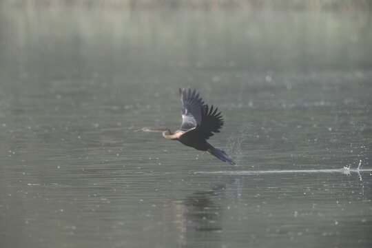 The Oriental darter (Anhinga melanogaster) is a water bird of tropical South Asia and Southeast Asia.