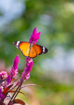 Plain Tiger butterfly is perching and sucking nectar from pink Celosia argentea or Wild Cockscomb flower on blurred green vertical background in the garden