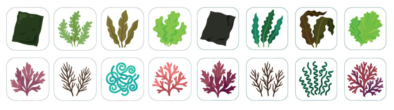 Various types of seaweed and marine algae icons illustrating diverse aquatic plant life forms, showcasing their vibrant colors and unique textures.