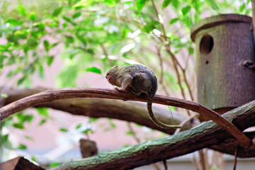 Fototapeta premium A tiny pygmy marmoset resting on a curving wooden tree branch in a vibrant green habitat near a nesting box.
