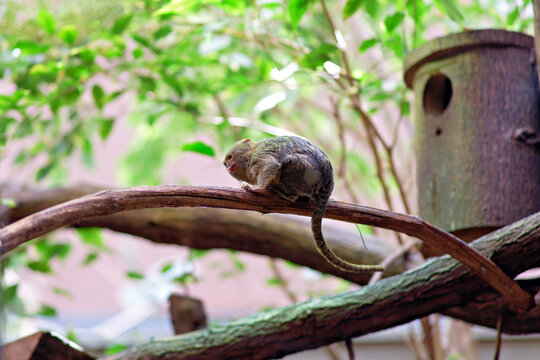 A tiny pygmy marmoset resting on a curving wooden tree branch in a vibrant green habitat near a nesting box.