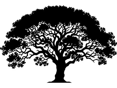 Tamboril tree silhouette Enterolobium contortisiliquum botanical vector isolated on transparent background