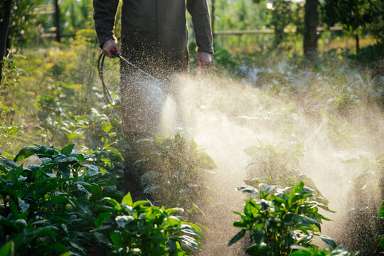 Farmer spraying vegetable green plants in the garden with herbicides