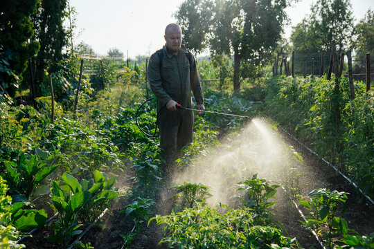 Farmer spraying vegetable green plants in the garden with herbicides
